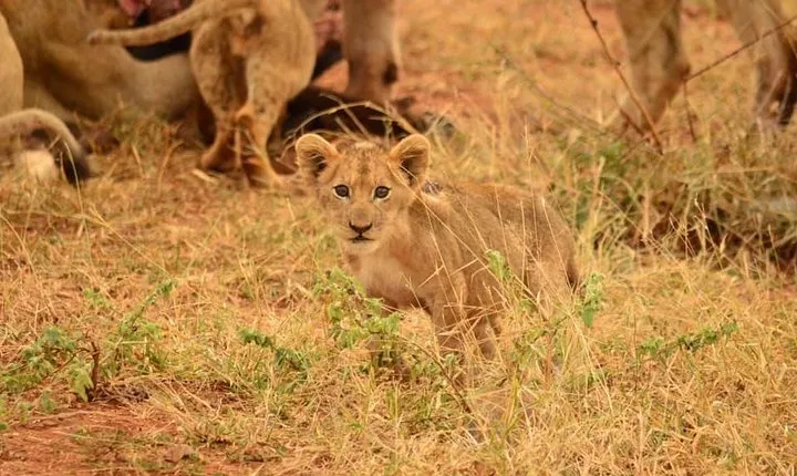Half day safari from johannesburg