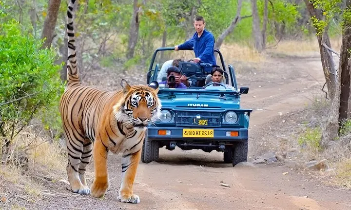 4-Day Private Delhi, Agra & Jaipur with Ranthambore Tiger Safari