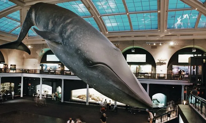Museum of Natural History Guided Tour - Semi-Private 8ppl Max