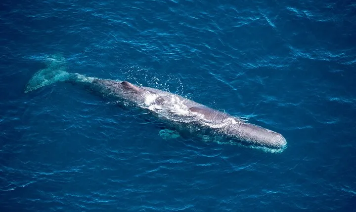 Kaikōura Whale Watching and Scenic Landing - 1hr Premier Tour 