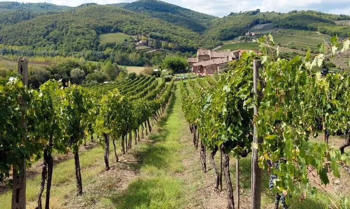  Chianti from Florence:PRIVATE Wine, Olive Oil Tasting in the Tuscan countryside