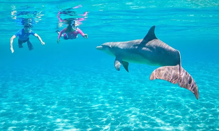 Dolphin House Snorkeling Sea Trip Ultimate Adventure - Hurghada