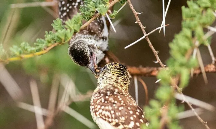 3 Days Taste of Tanzania Standard Safari