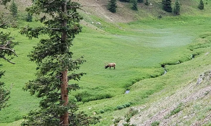 Private and Personalized Three Hour Morning Tour of Rocky Mountain National Park