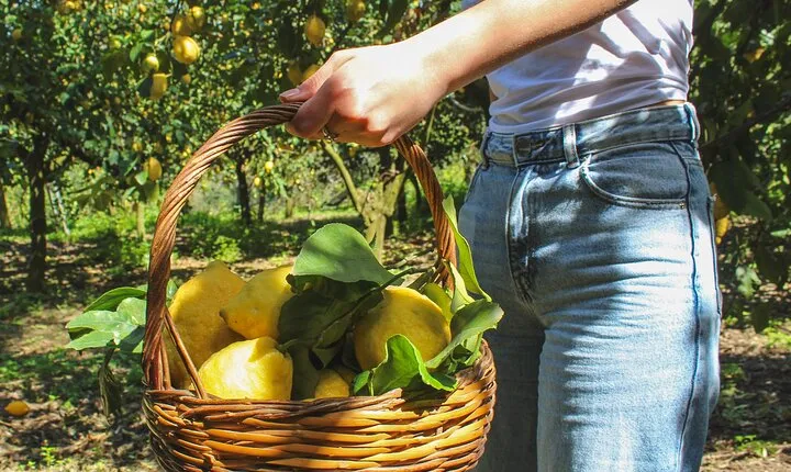 Fresh pasta and Limoncello course in a lemon grove 