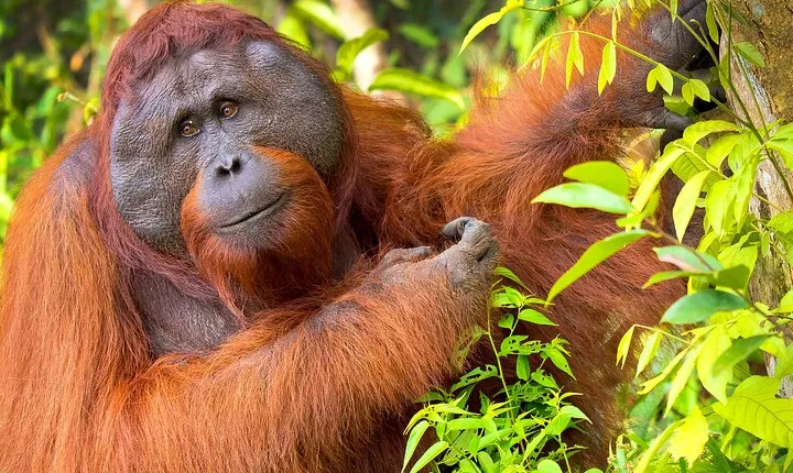 3 Days 2 Nights Wildlife Tanjung Puting 