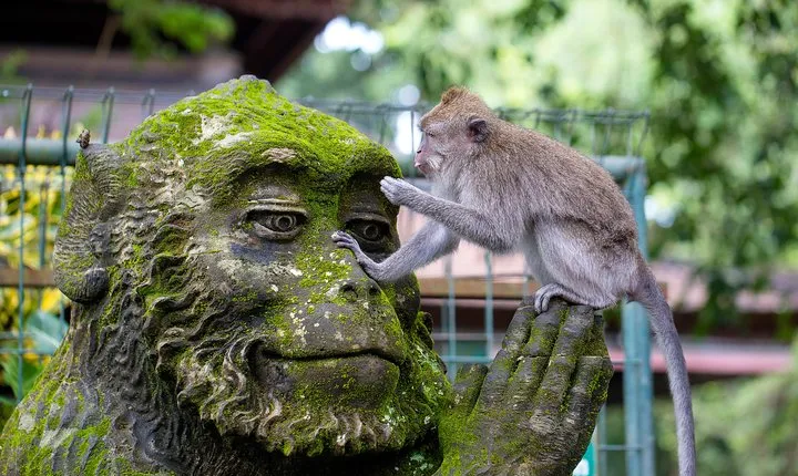 Half Day Ubud Tour: Ubud Unique Spots
