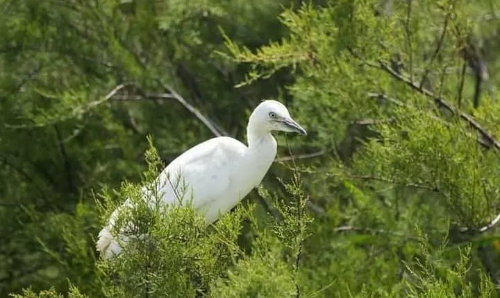 Karnala Bird Sanctuary Excursion From Mumbai