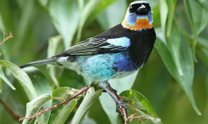 Birding Metropolitan Natural Park