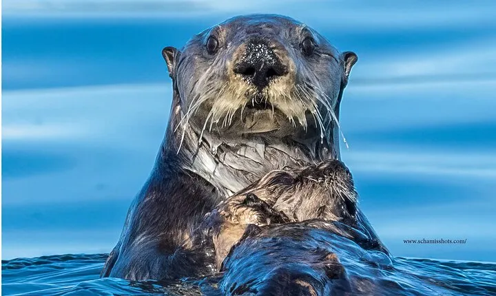 Best Whale Watching and Wildlife Shore Excursion in Sitka