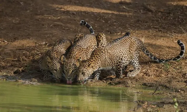 All Inclusive Private Full Day Safari in Yala National Park with Lunch