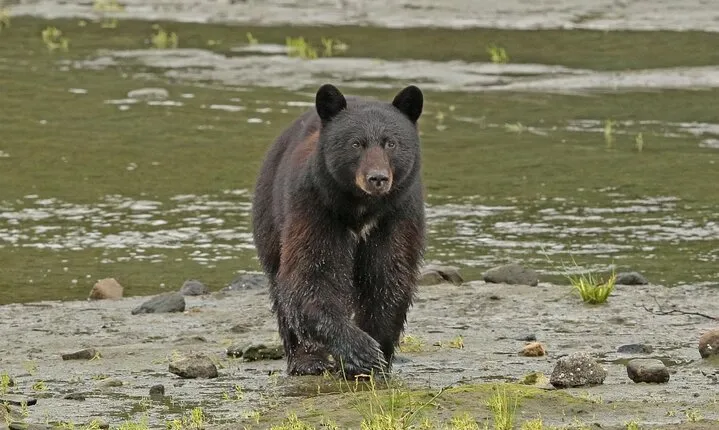 Alaska Native Cultural and Wildlife Adventure