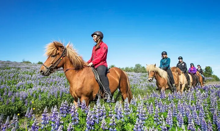 Horseback Riding Tour in Iceland