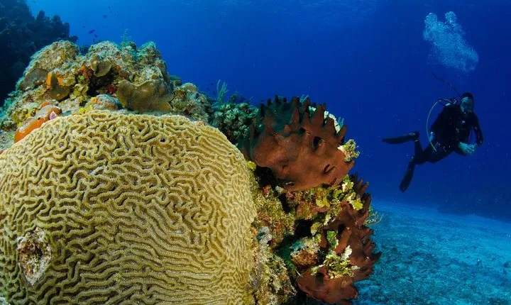 2 dives in Cozumel (for certified divers only)
