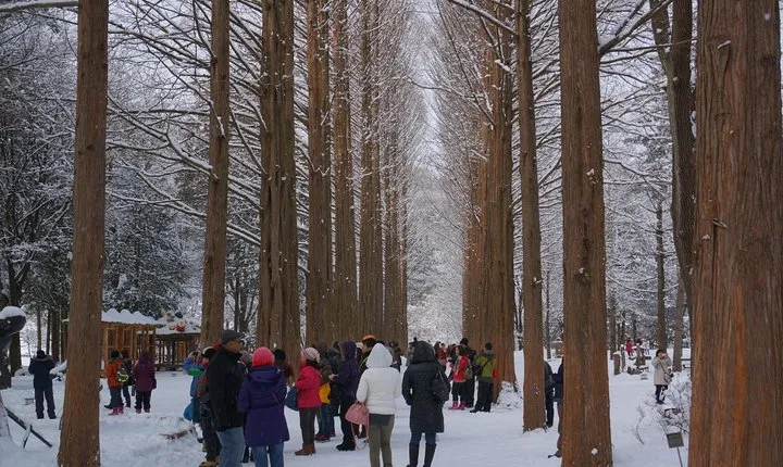 Private Tour Nami Island with Petite France 'and/or' The Garden of Morning Calm