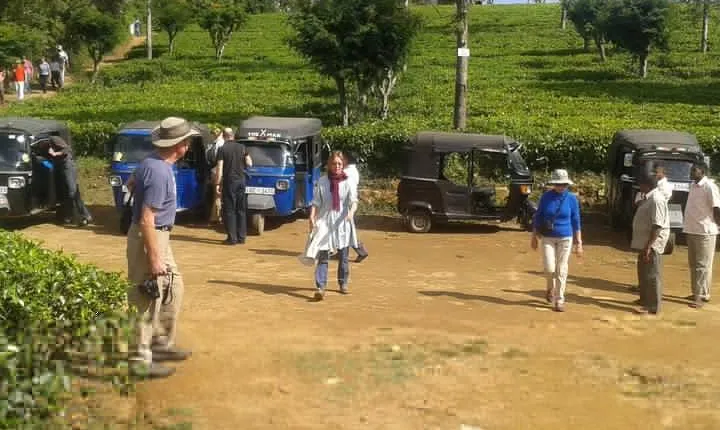 Tuk Tuk safari and Picnic in The Tea Plantation from Ella,Haputale & Bandarawela