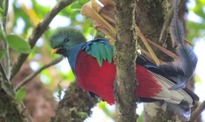 Monteverde Cloud Forest Tour