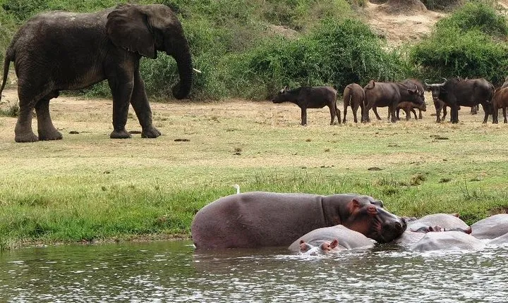 2 Days Safari To Queen Elizabeth National Park with Cruise