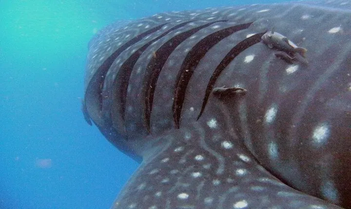 Adventure and Snorkel with the Whale Shark departing from Cancun