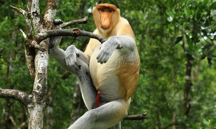Day Trip Sepilok Orang Utan & Labuk Bay Proboscis Monkey