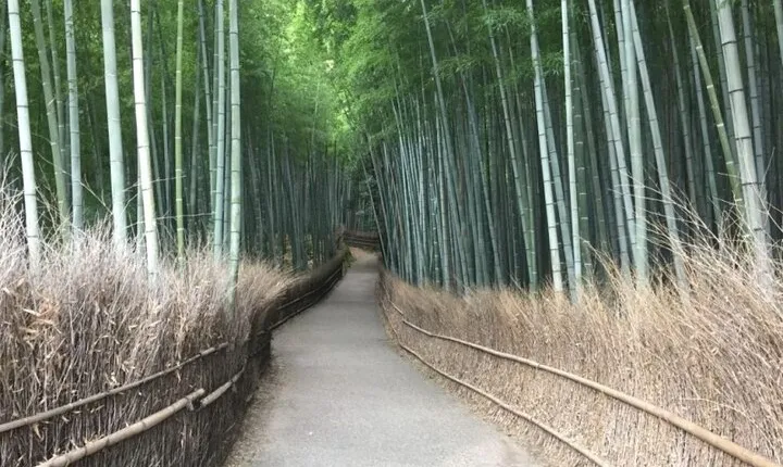 Full-Day Private Guided Tour to Kyoto, Arashiyama