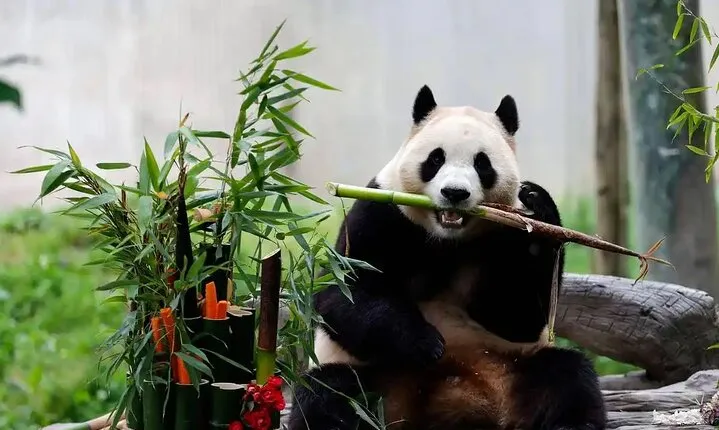 Panda House, Temple of Heaven, Lama Temple, Summer Palace & Lunch