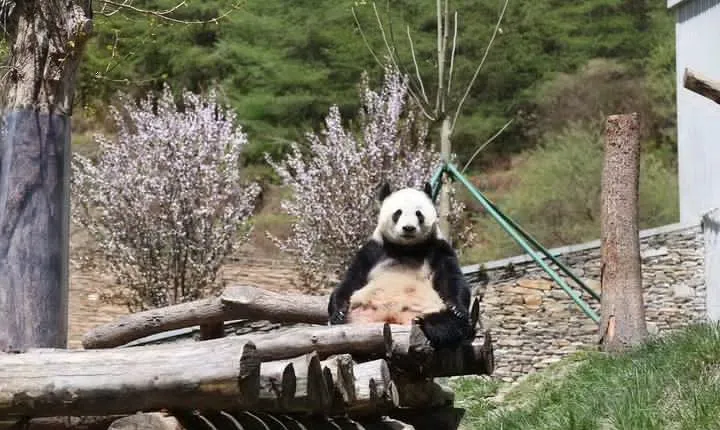 1-Day Self-Guided Dujiangyan Tour: Panda Volunteer Program and Mount Qingcheng