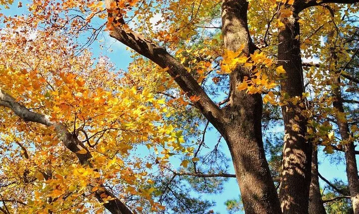Fall Foliage Hiking - 1-Day Guided Autumn Trailwalk in Zhejiang Province