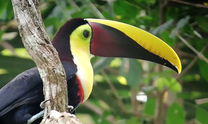 Manuel Antonio National Park Tour