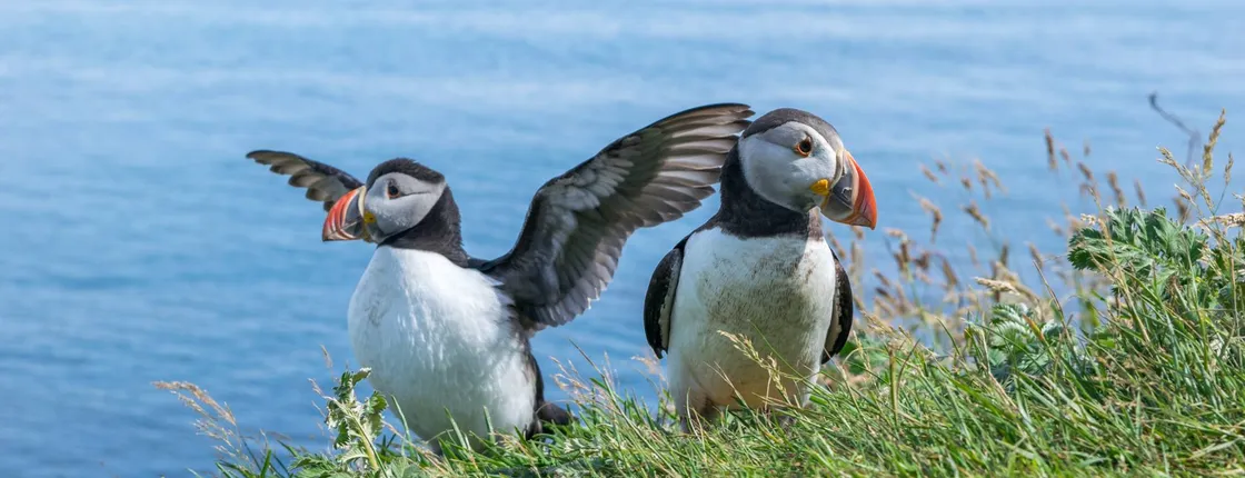 Moray Coast, Wildlife & Speyside Whisky Explorer from Inverness