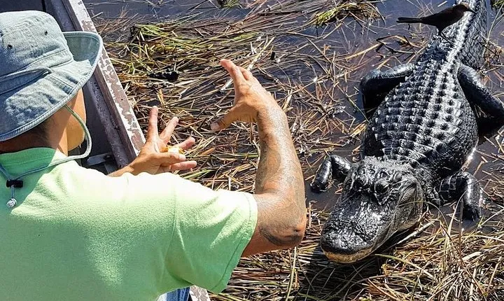 1-Hour Air boat Ride and Nature Walk with Naturalist in Everglades National Park