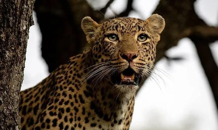 4-Day Safari: Lake Manyara, Serengeti & Ngorongoro