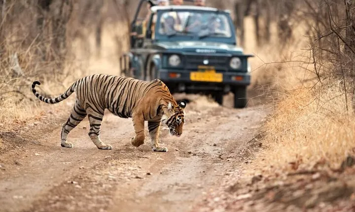 6 Days - Delhi, Agra, Ranthambore and Jaipur Private Guided Tour