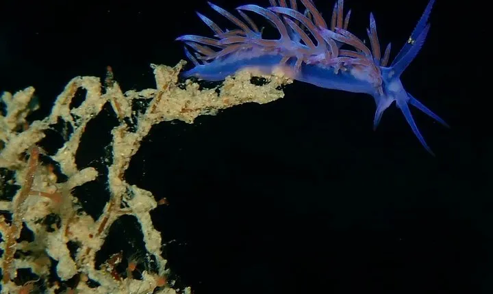 Nima Diving Center, Naxos, Greece