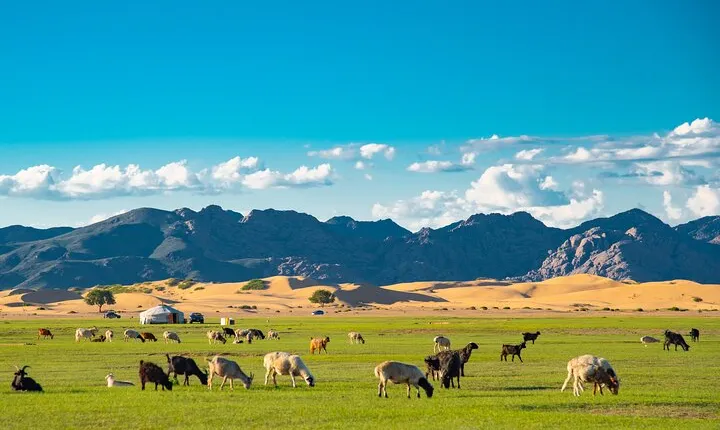 Essence of Mongolia 4 Days