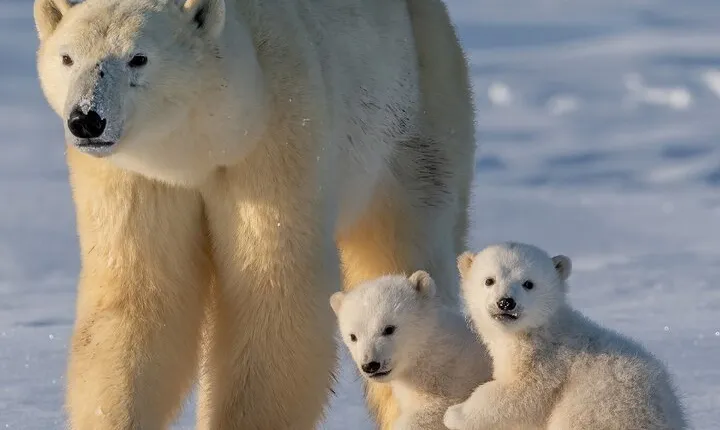 Arctic Wildlife Adventure Ranua Wildlife Park Trip