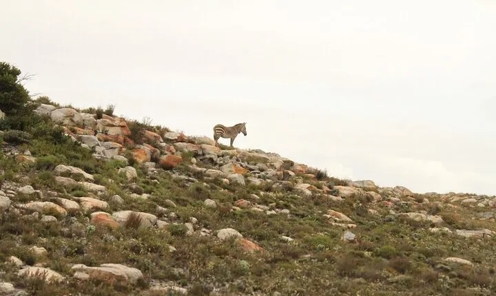 Cape Point and Cape of Good Hope day tour Up to 10 persons
