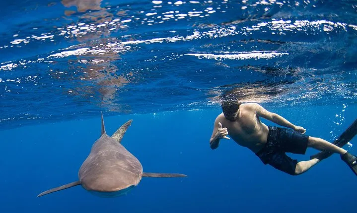 Snorkeling or Swimming with Sharks in Cabo San Lucas