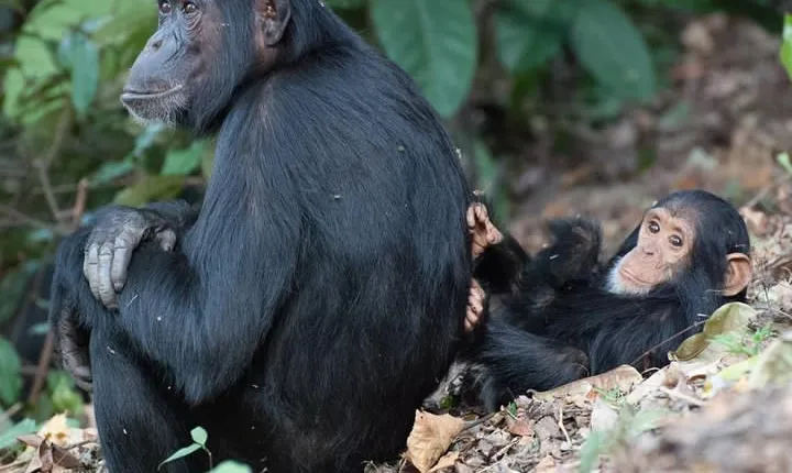3 Days Chimpanzee Tracking-Gombe National Park