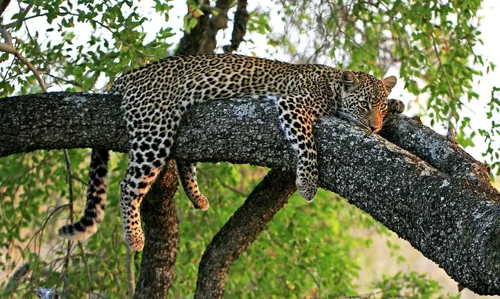 Night Safari Tour with Transfer