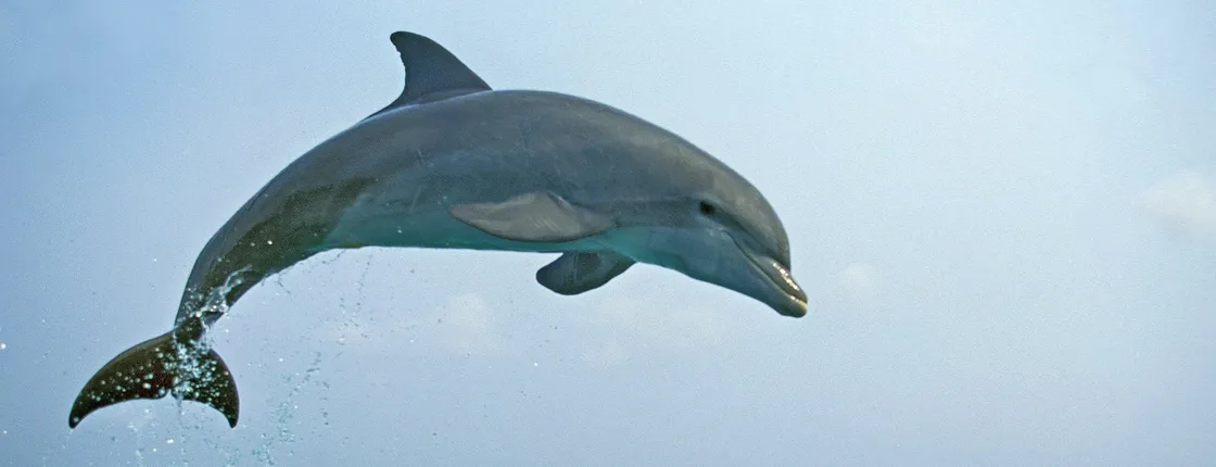 Kuching dolphin watching boat tour