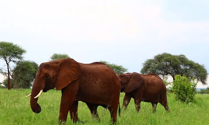 1 Day Tarangire National Park