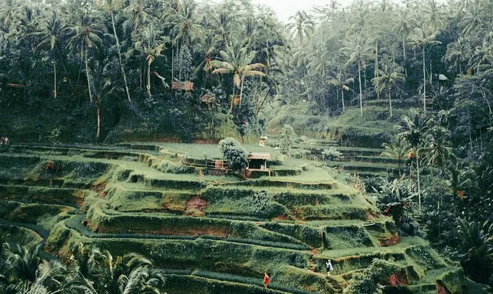 The Best Ubud Experience in a Full-Day Private Tour - Free WIFI