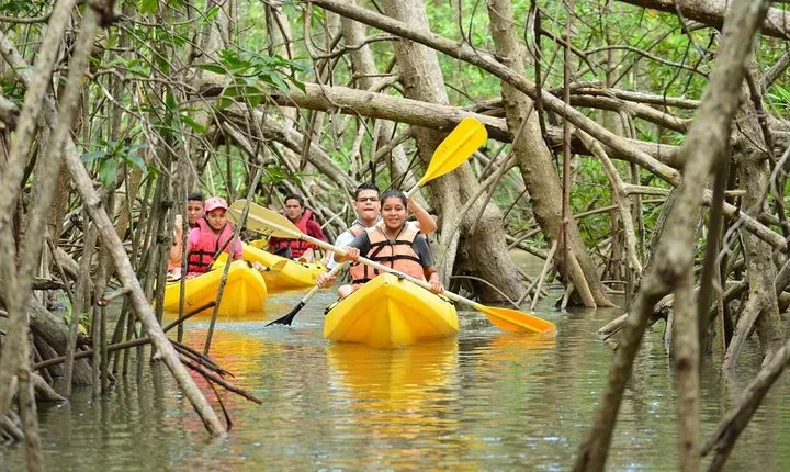 Damas Island Mangrove Kayaking Tour from Manuel Antonio