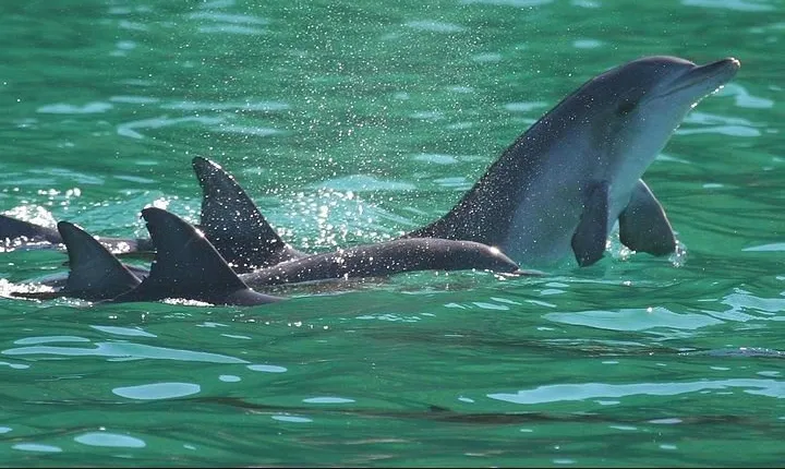 Dolphins and Jozani National Park Private Tour in Zanzibar