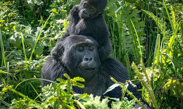6 Days Uganda and Tanzania Safari (Serengeti and Bwindi)