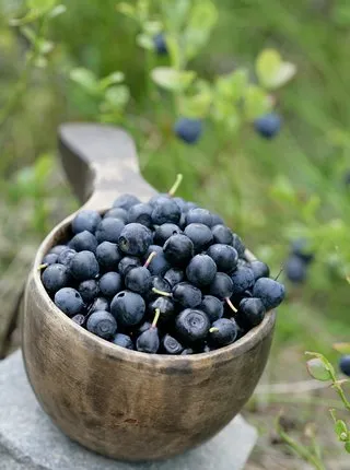 Treasures of Nature - Picking Up Mushrooms or Berries