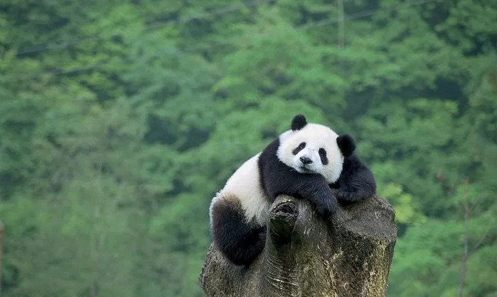 Beijing Private Tour:Mutianyu/Badaling Great Wall and Panda House
