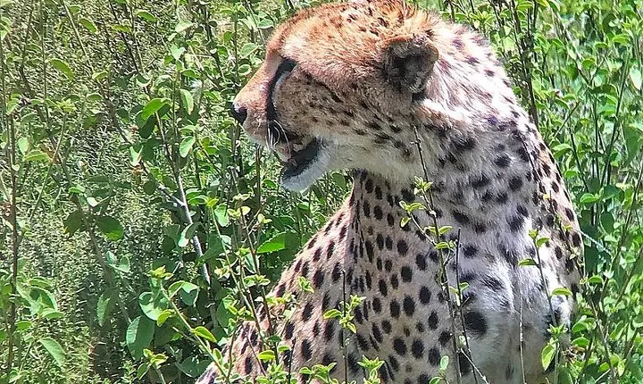 4days Masai Mara and Lake Nakuru Group Joining Budget Safari