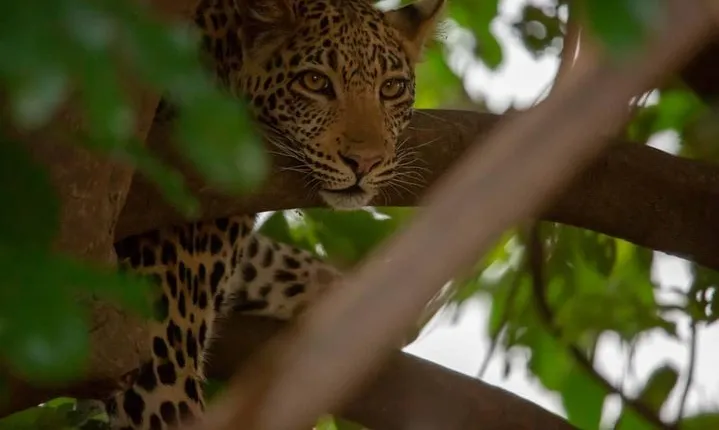2 Day Wildlife Experience and Masai Culture Mikumi Park